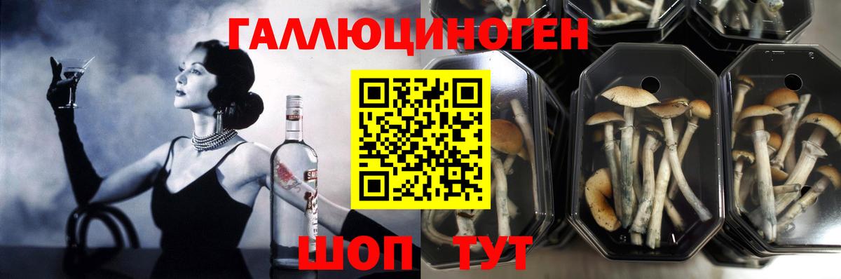 Псилоцибиновые грибы Psilocybe Ухта
